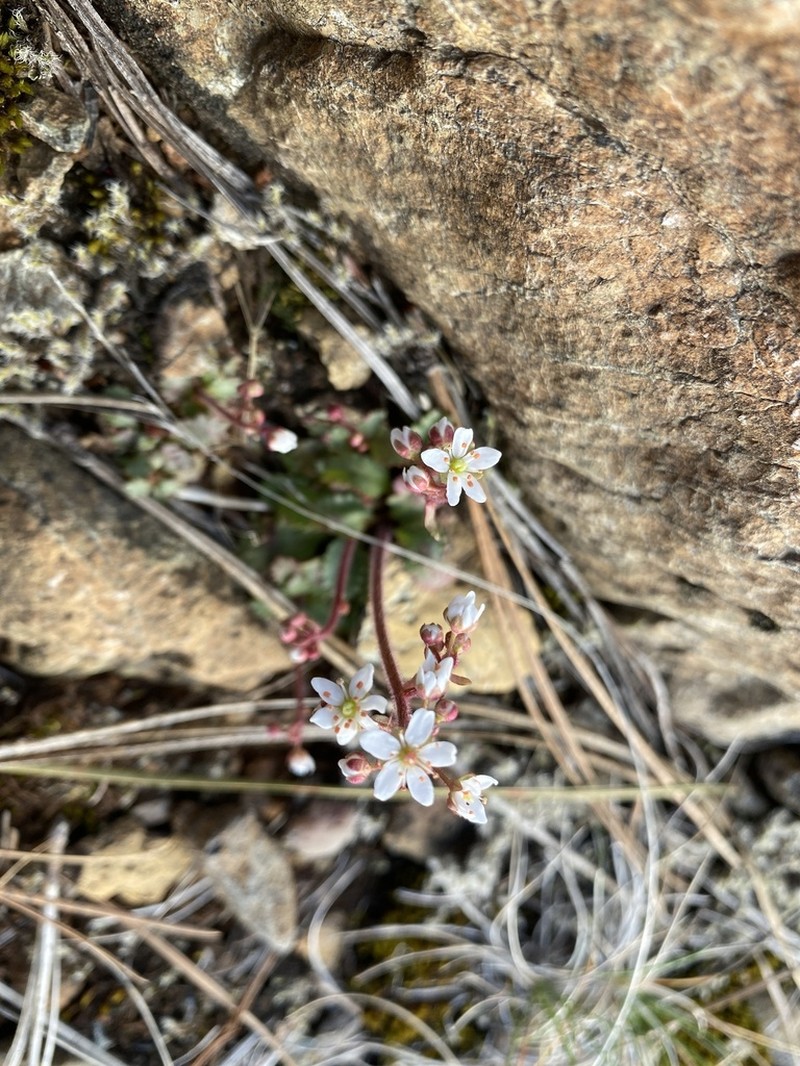 Howell's Saxifrage