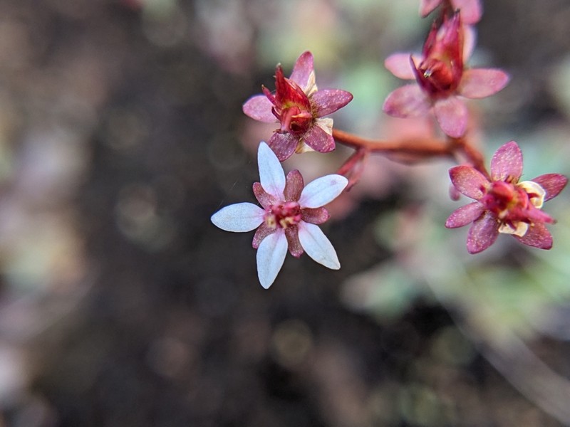 Howell's Saxifrage photo 2