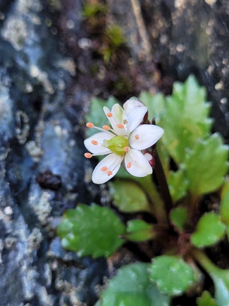 Howell's Saxifrage photo 3