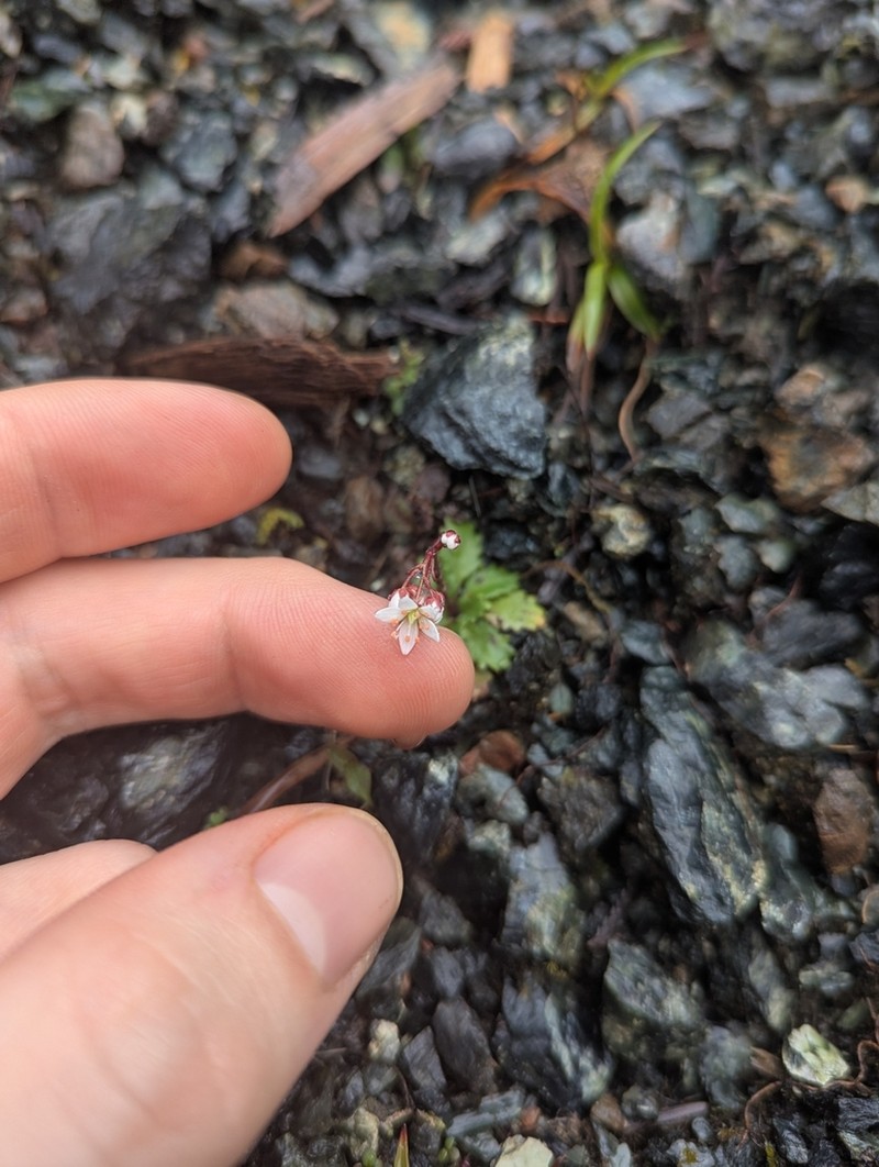 Howell's Saxifrage photo 4