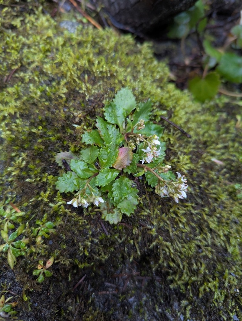 Howell's Saxifrage photo 5