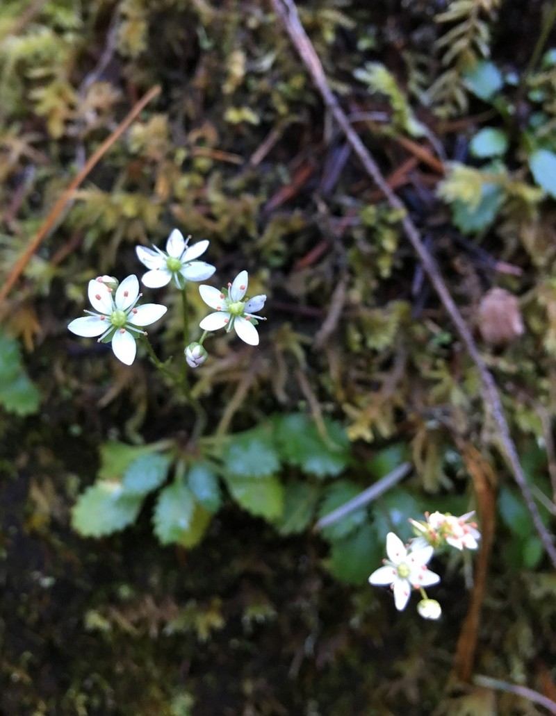 Howell's Saxifrage photo 6