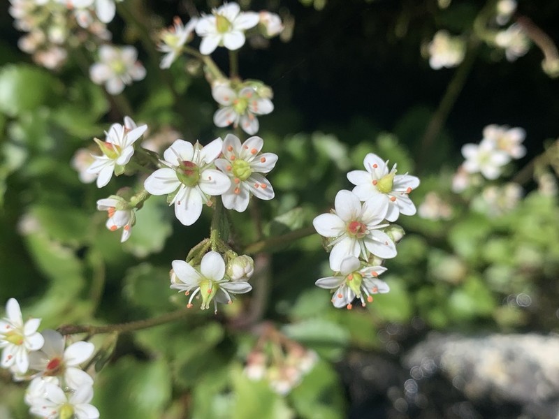 Howell's Saxifrage photo 7