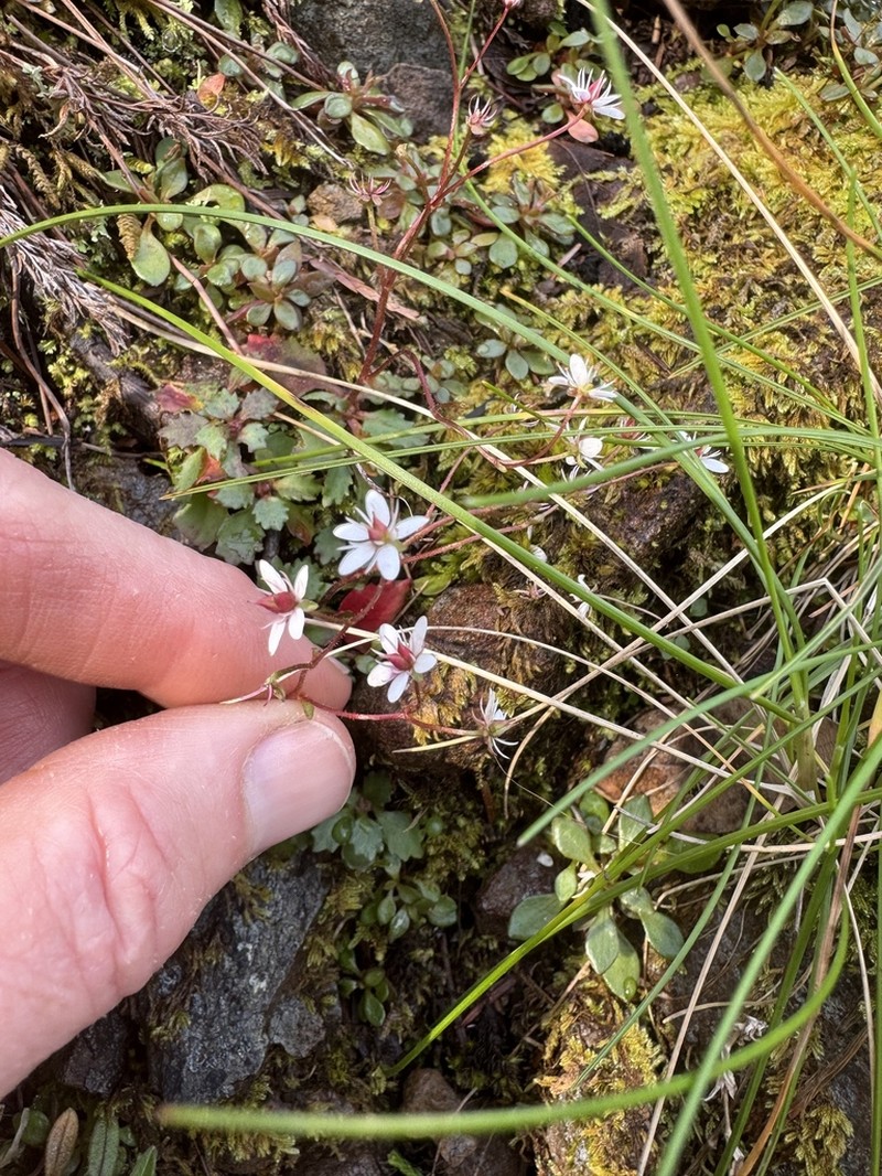 Howell's Saxifrage photo 8