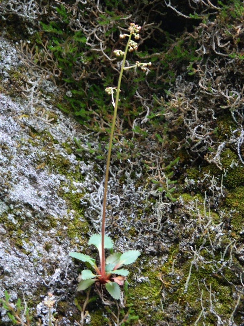 Idaho Saxifrage