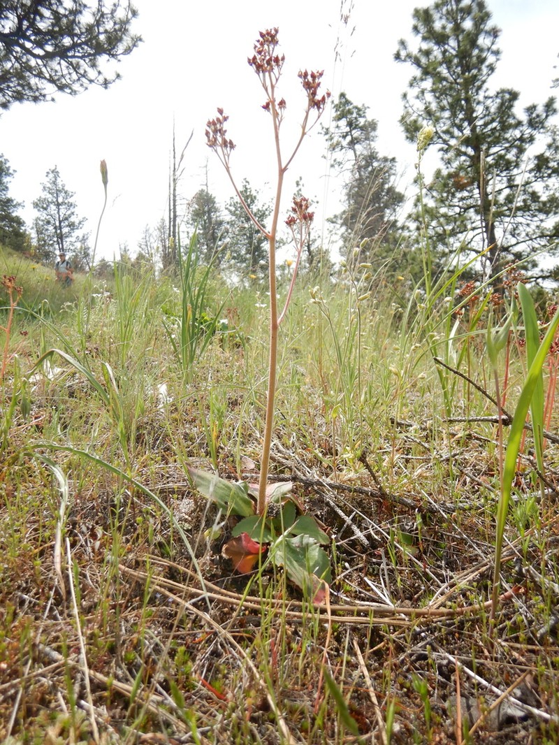 Idaho Saxifrage photo 2