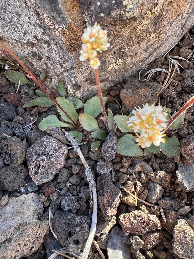 Idaho Saxifrage photo 3