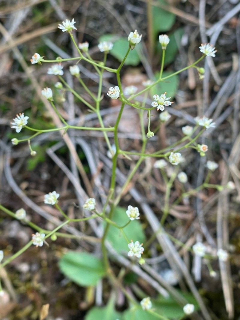 Idaho Saxifrage photo 4
