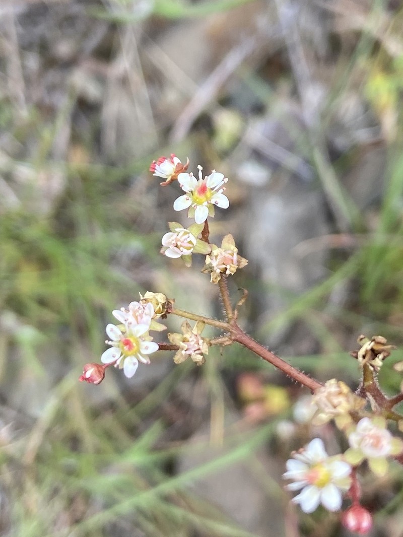 Idaho Saxifrage photo 5