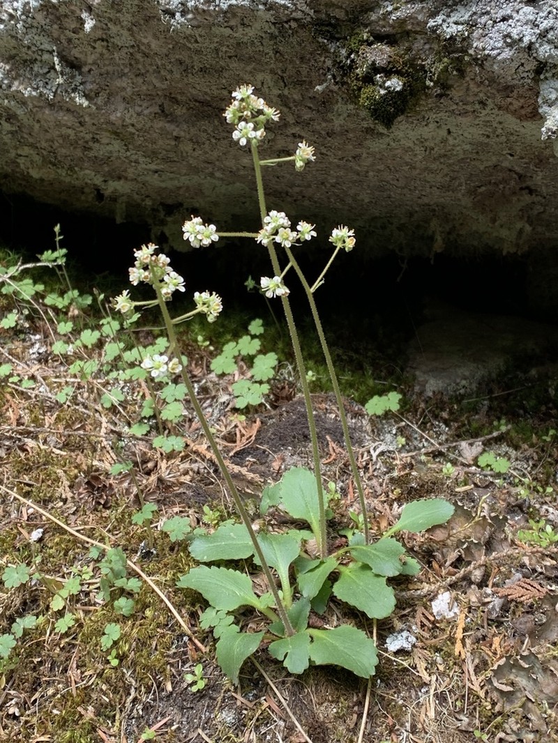 Idaho Saxifrage photo 6