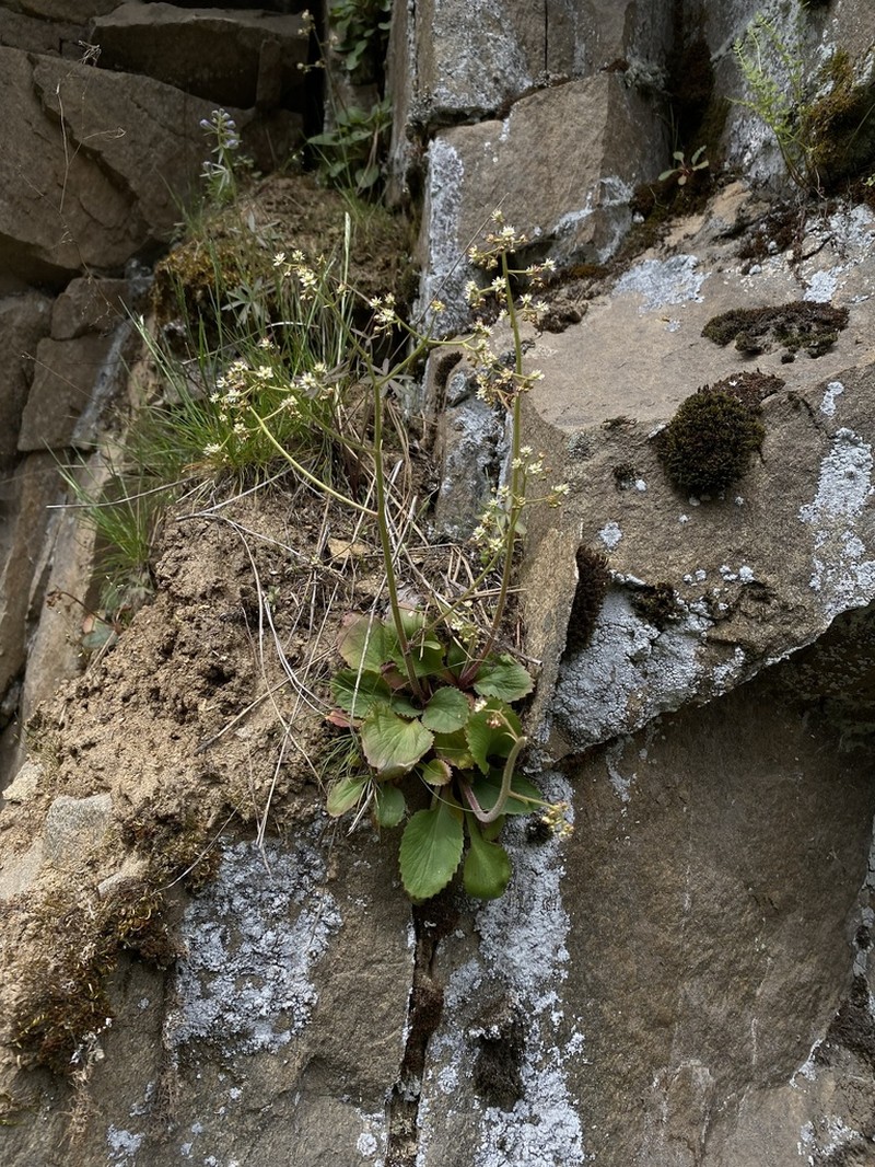 Idaho Saxifrage photo 7