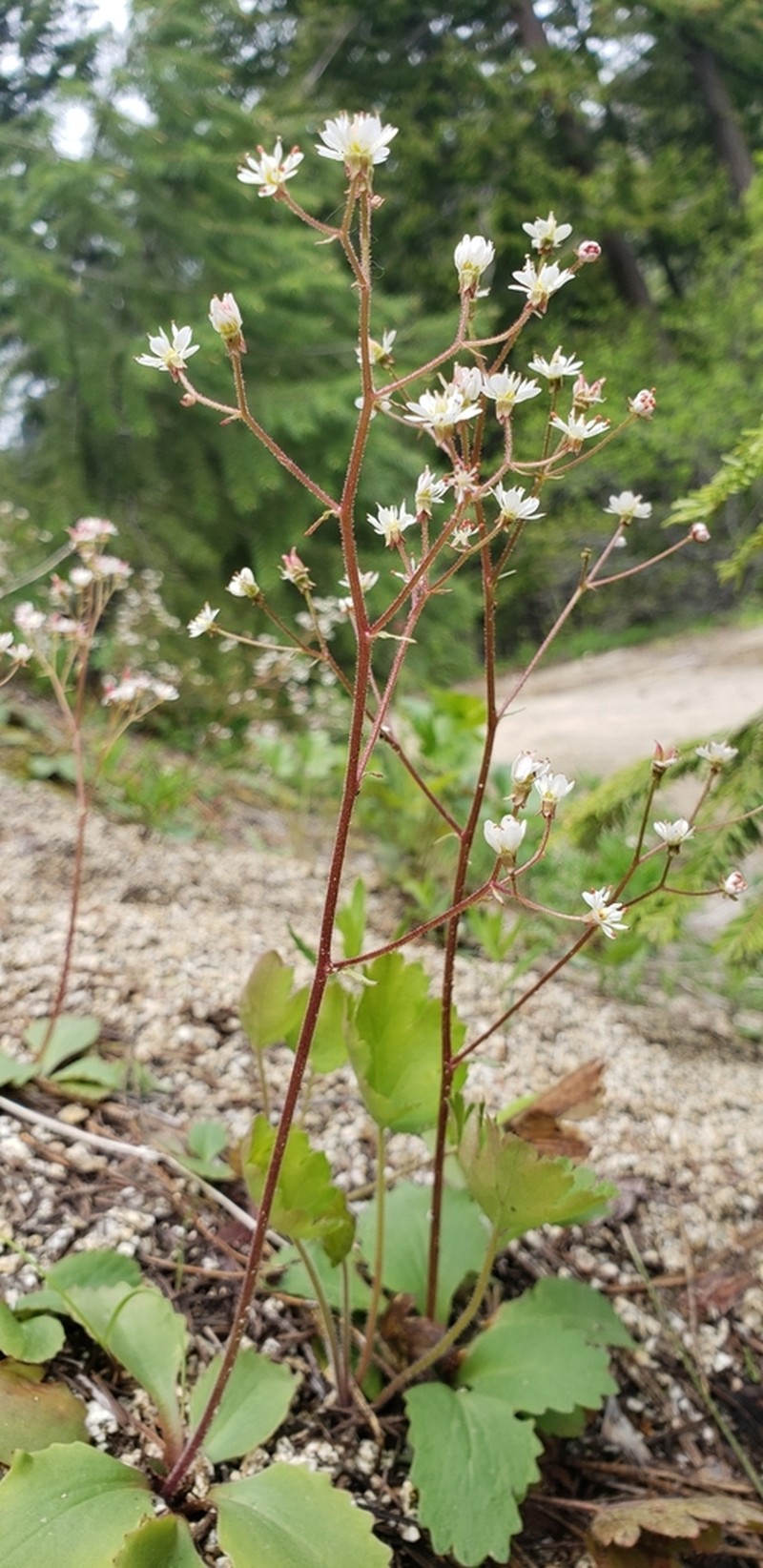 Idaho Saxifrage photo 8