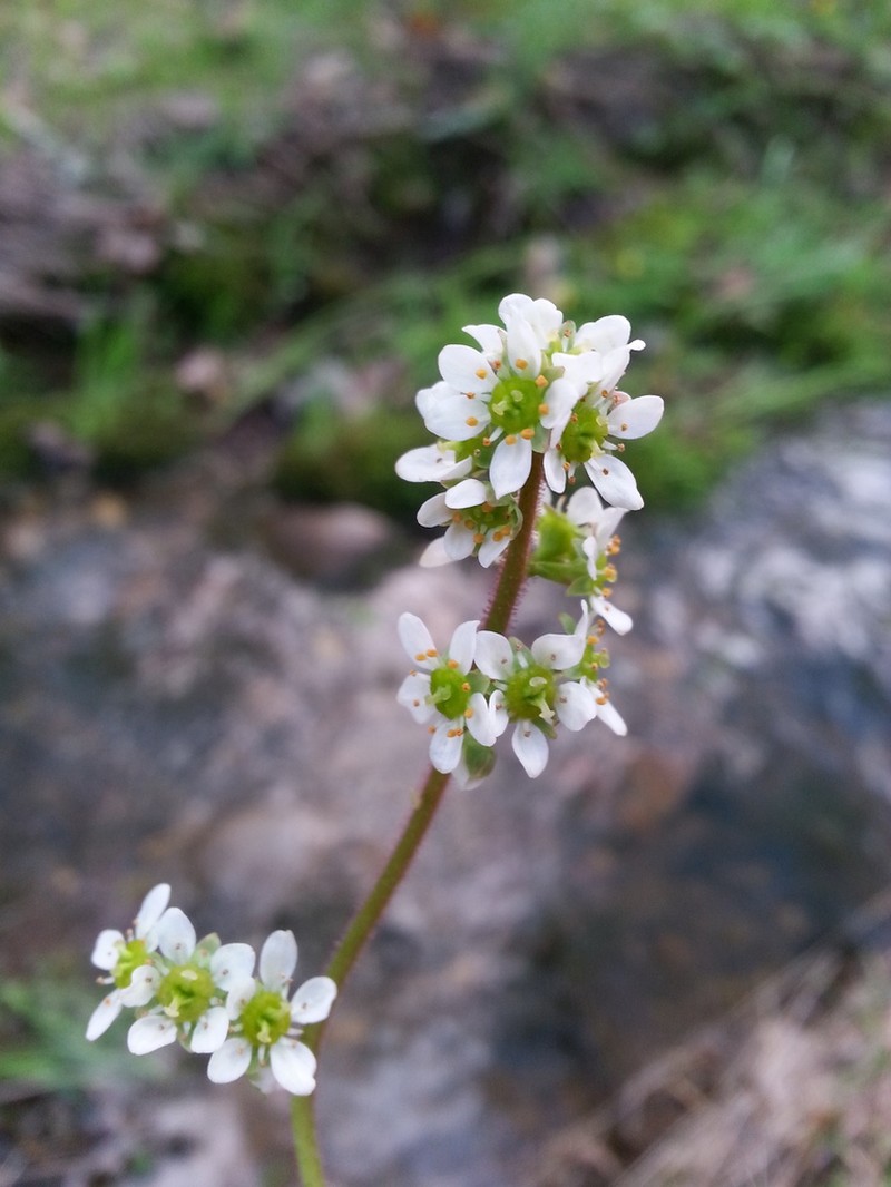 Wholeleaf Saxifrage