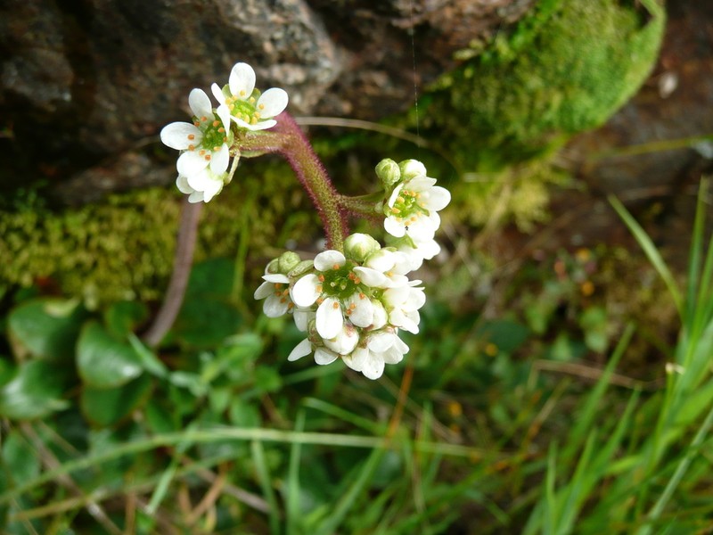 Wholeleaf Saxifrage photo 2