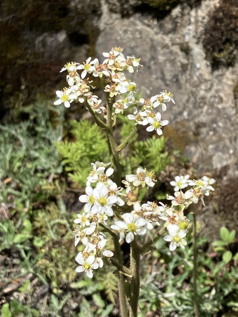 Wholeleaf Saxifrage photo 3