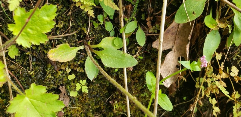 Wholeleaf Saxifrage photo 4