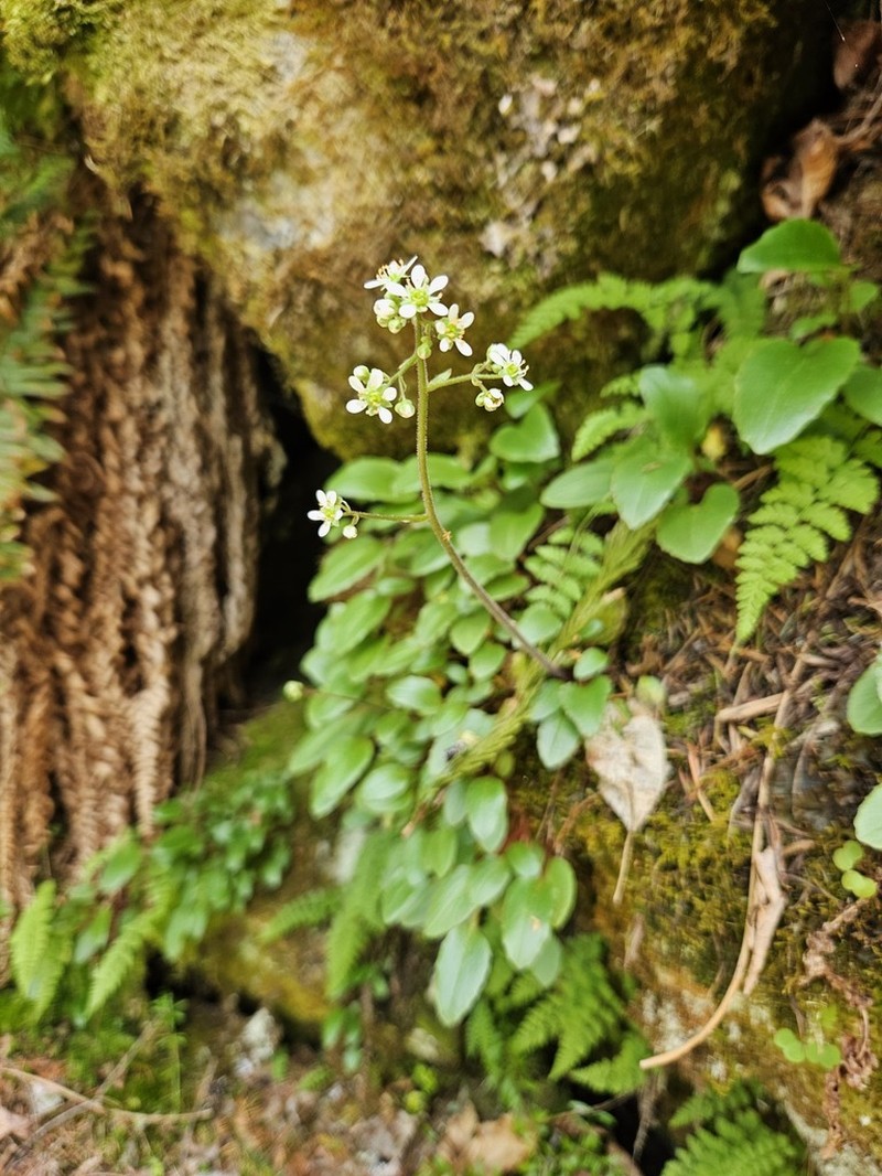 Wholeleaf Saxifrage photo 5