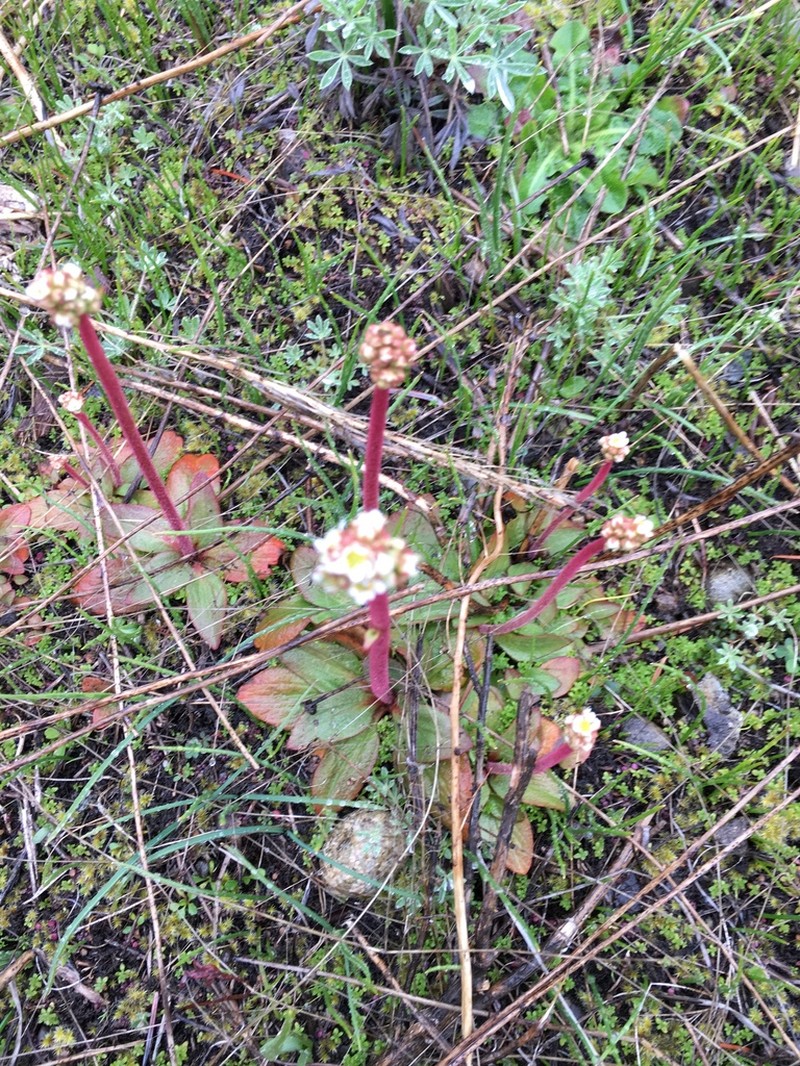 Wholeleaf Saxifrage photo 6