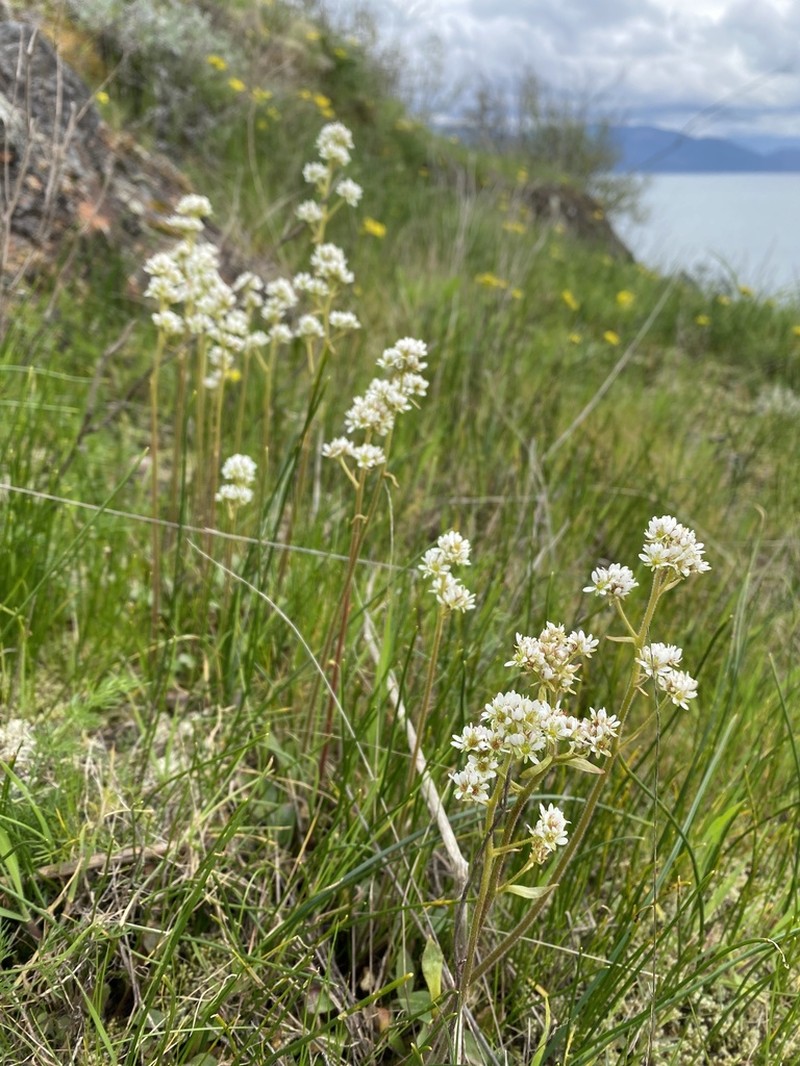 Wholeleaf Saxifrage photo 8