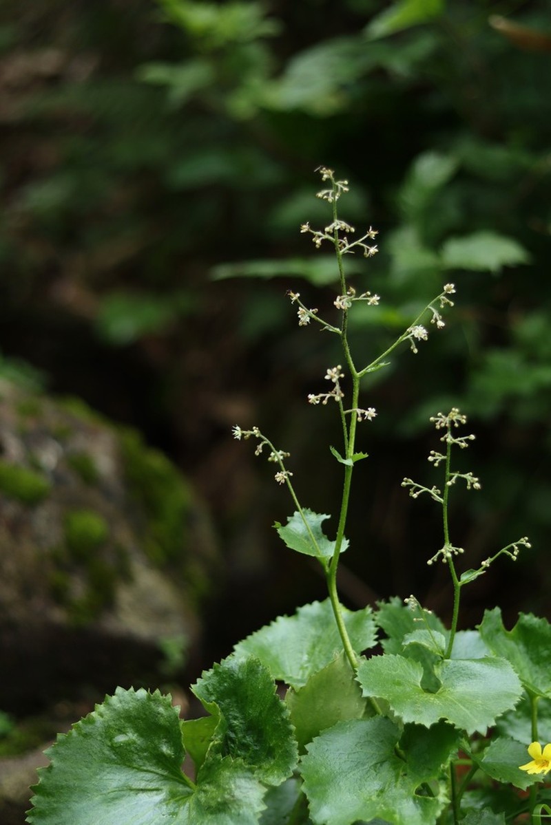 Micranthes japonica photo 2