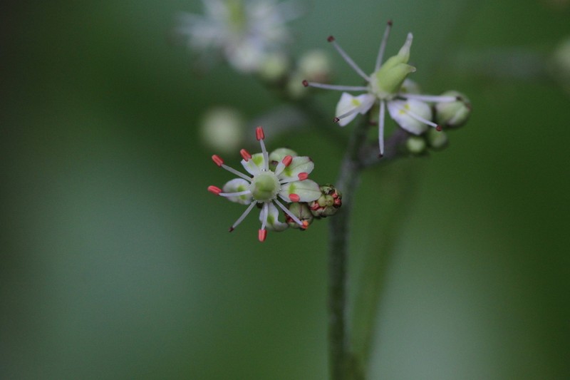 Micranthes japonica photo 3