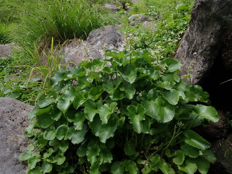 Micranthes japonica photo 4