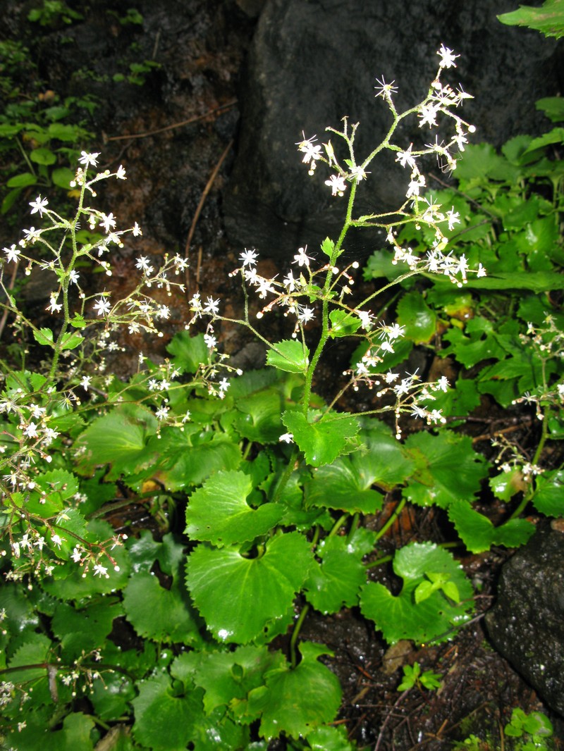 Micranthes japonica