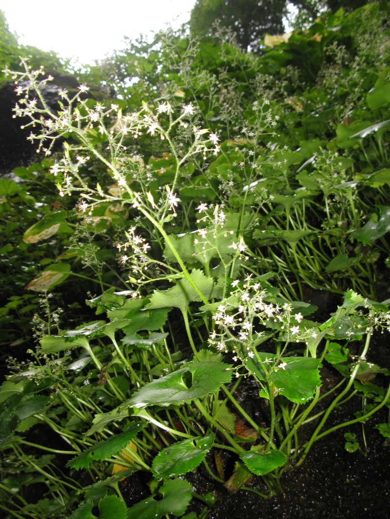 Micranthes japonica photo 5