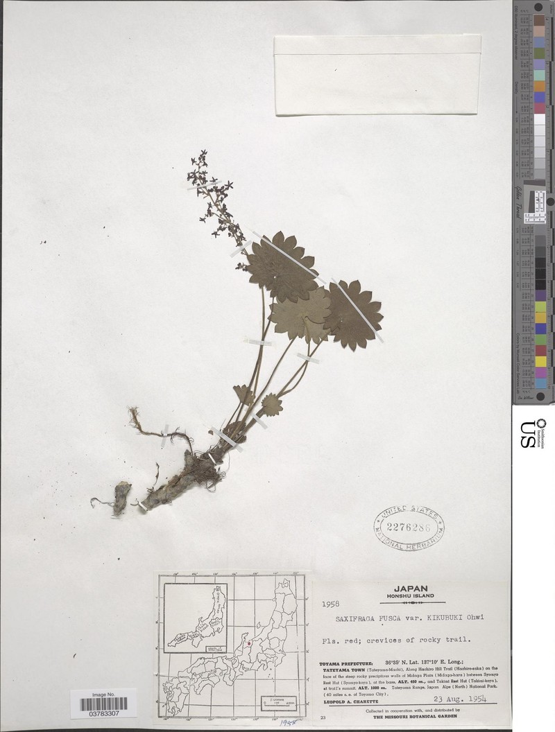 Micranthes kikubuki photo 2