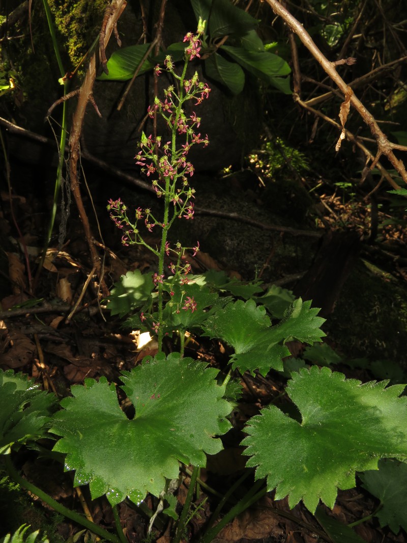 Micranthes kikubuki photo 3