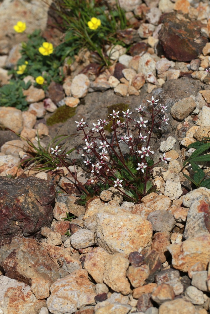 Micranthes laciniata photo 3