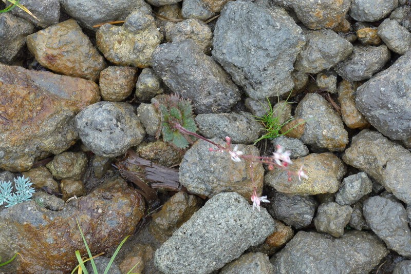 Micranthes laciniata photo 5