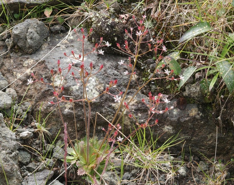 Micranthes laciniata photo 6