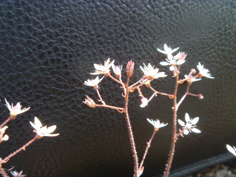 Micranthes laciniata photo 7