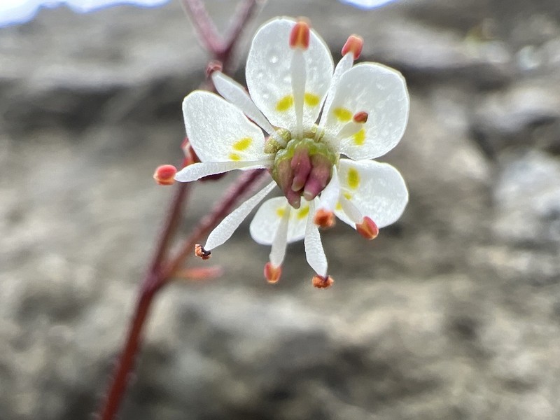 Redstem Saxifrage