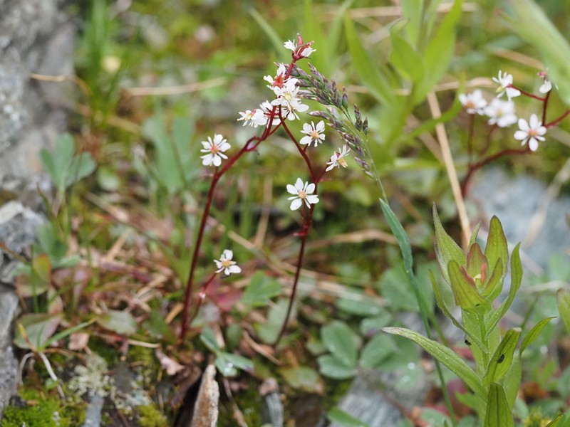 Redstem Saxifrage photo 2