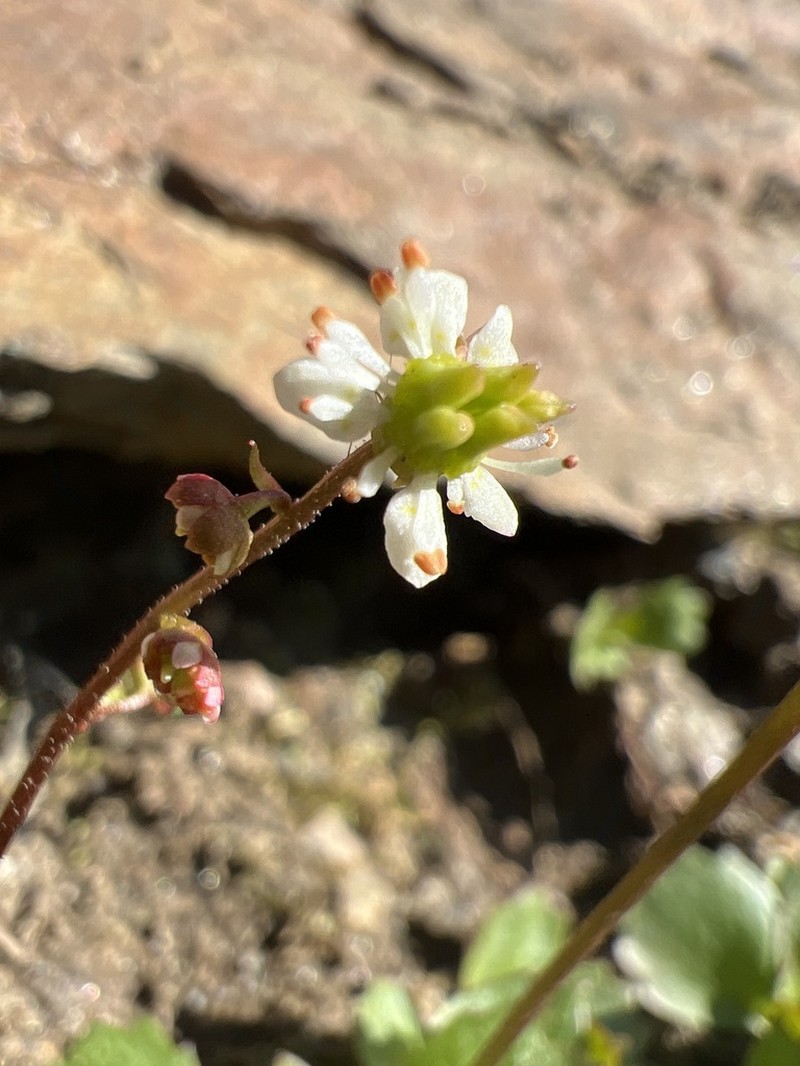 Redstem Saxifrage photo 3