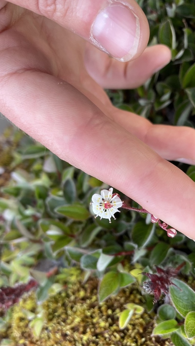 Redstem Saxifrage photo 4