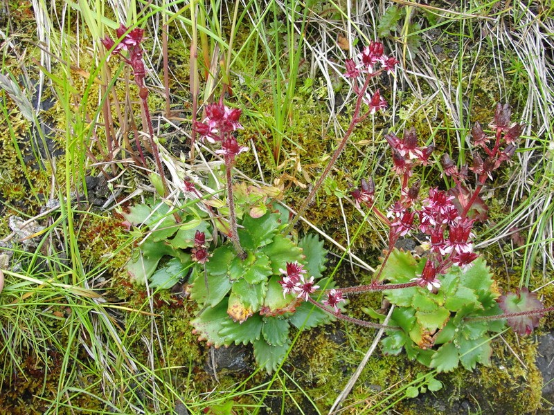 Redstem Saxifrage photo 5