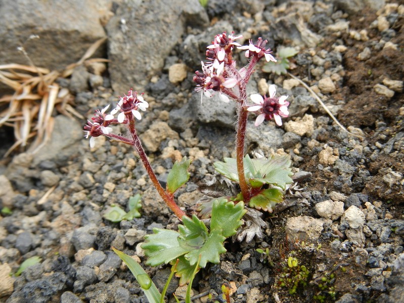 Redstem Saxifrage photo 6