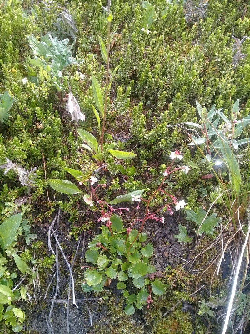 Redstem Saxifrage photo 7
