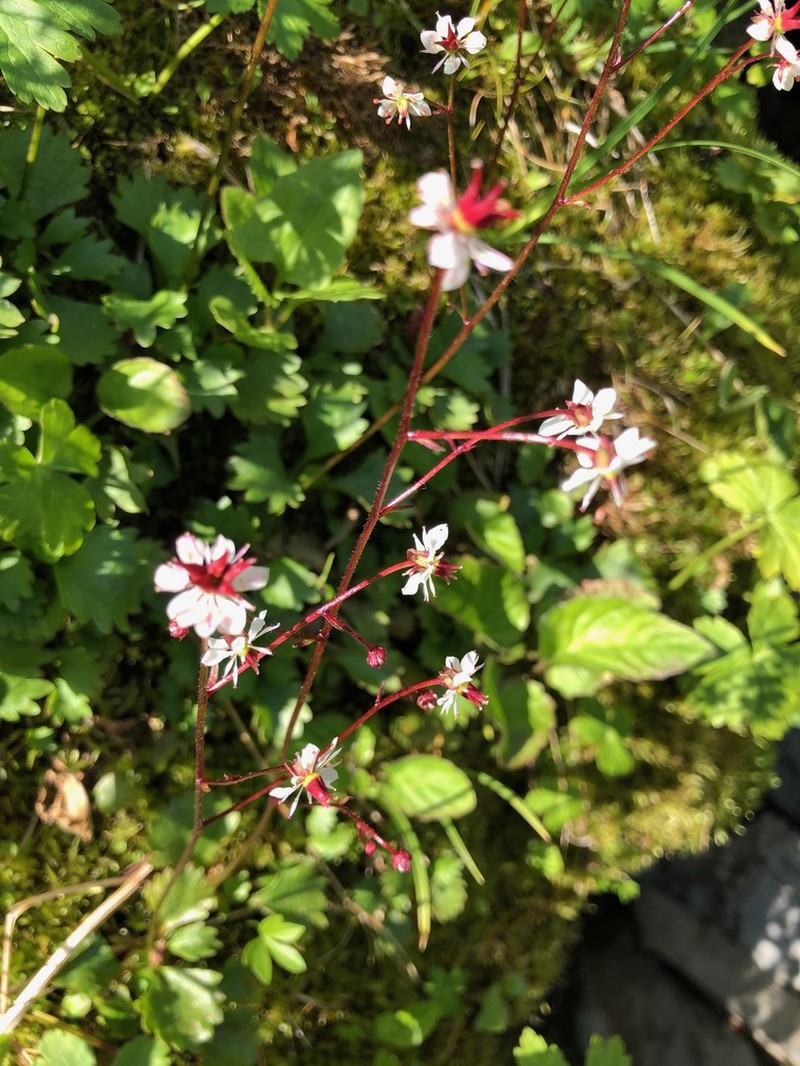 Redstem Saxifrage photo 8