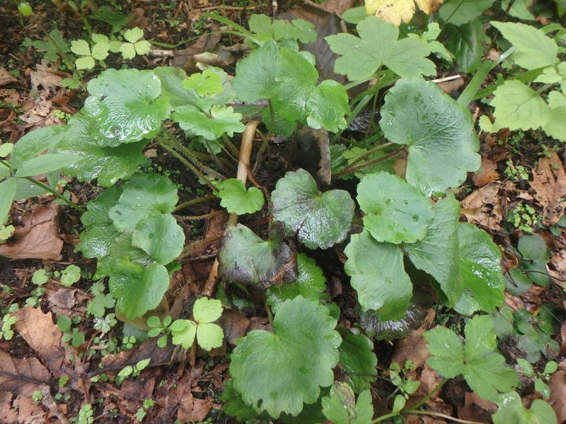Micranthes manchuriensis