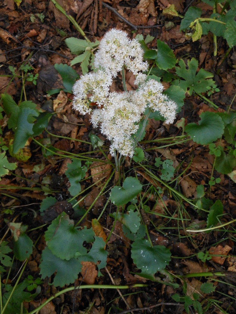 Micranthes manchuriensis photo 2