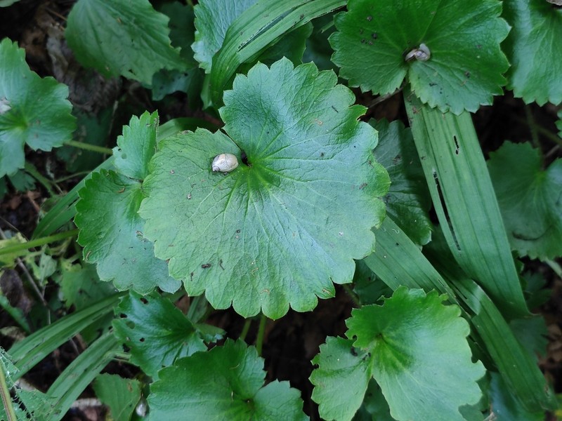 Micranthes manchuriensis photo 3