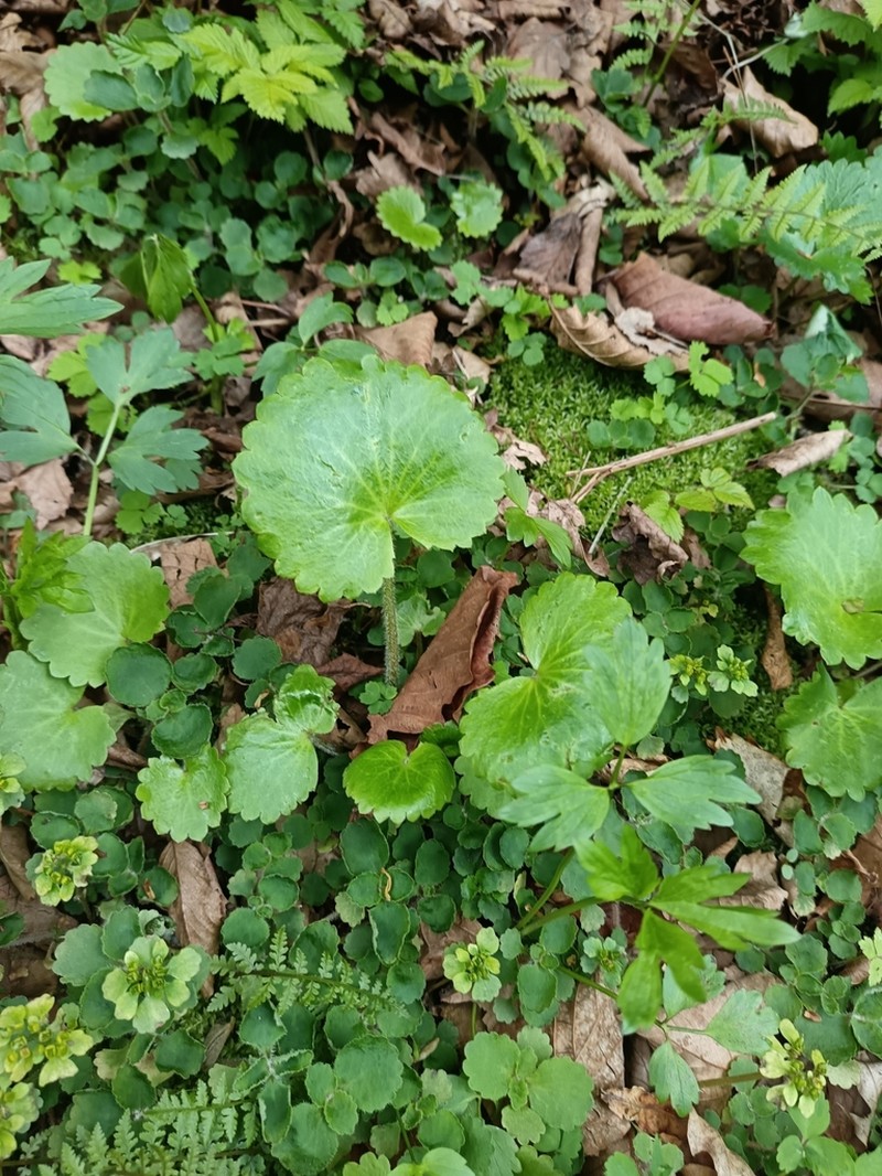 Micranthes manchuriensis photo 4