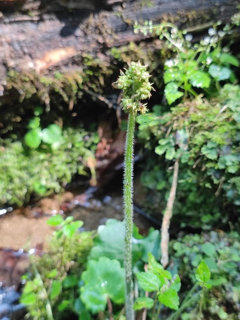 Micranthes manchuriensis photo 5