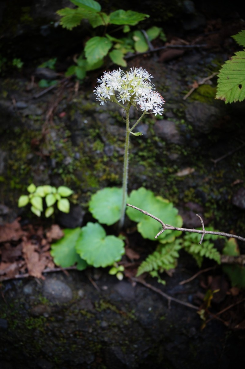 Micranthes manchuriensis photo 6