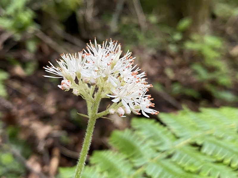 Micranthes manchuriensis photo 7