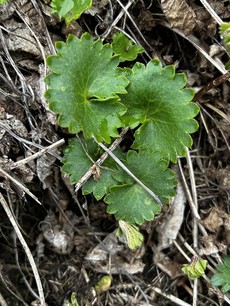 Micranthes manchuriensis photo 8